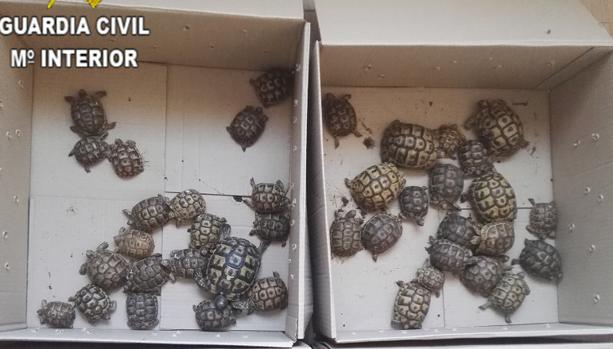Detenido en el puerto un hombre que llevaba en su coche 82 tortugas moras para su venta