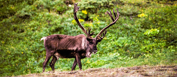 Colhogar y Tempo destruyen el bosque boreal europeo