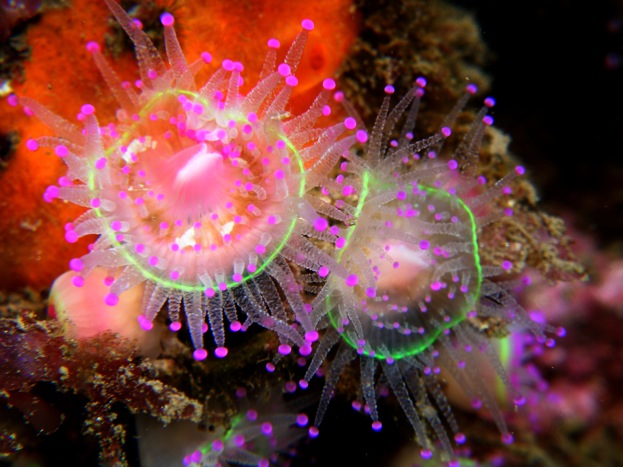 Presentación del documental “Bajo el Cantábrico”  en el Acuario de Gijón