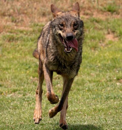 UPA y COAG alertan de ataques de lobos constantes en Cepeda de la Mora (Ávila) y piden a la Junta "control riguroso"