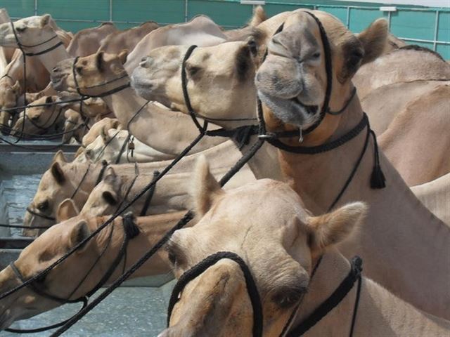 Nuevas medidas para el transporte de dromedarios