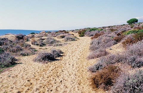 El Ministerio de Medio Ambiente protegerá la Duna de Artola en Marbella