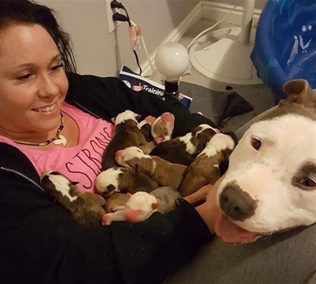 Cuidado de sus cachorros