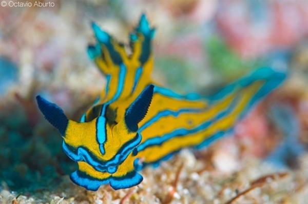 México. Salvar Cabo Pulmo del turismo depredador