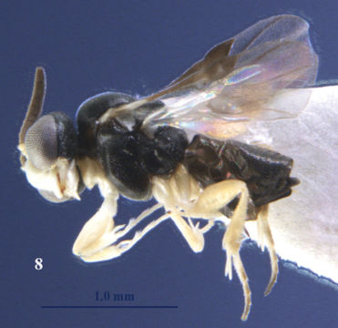 Top 10 de nuevas especies 2012