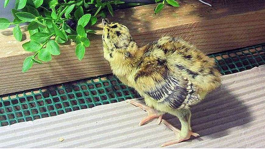 Nacen en cautividad nueve urogallos cantábricos en Sobrescobio (Vea VIDEO)