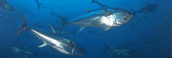 WWF pide a los ciudadanos que estas Navidades le hagan un regalo al mar