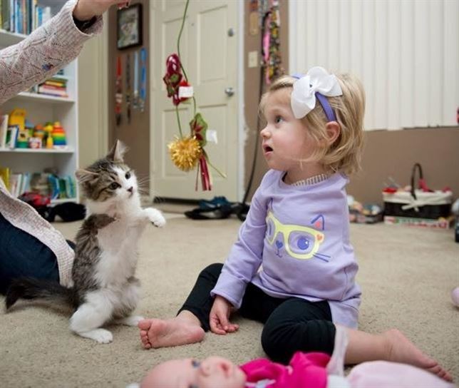 El gato de 3 patas más feliz del mundo (Vea VIDEO)