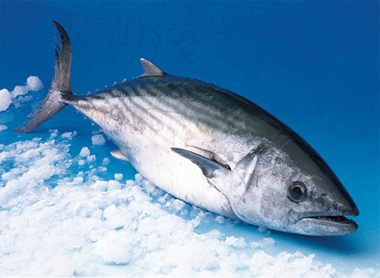 La flota de Carboneras solicita permisos temporales para capturar voraz y bonito