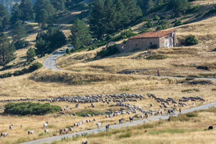 FGN apuesta por la ganadería extensiva