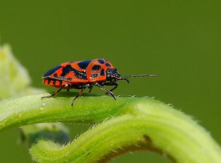 La Fundación Biodiversidad anima a los ciudadanos a “hablar de biodiversidad”
