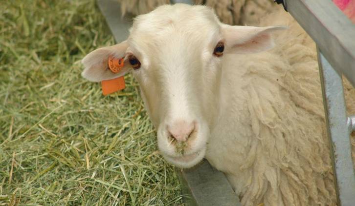 Un cambio en la alimentación de los rumiantes reduciría las emisiones de metano