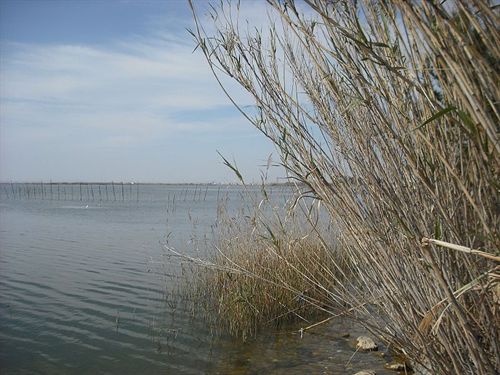 Detectan cocaína y éxtasis en La Albufera de Valencia