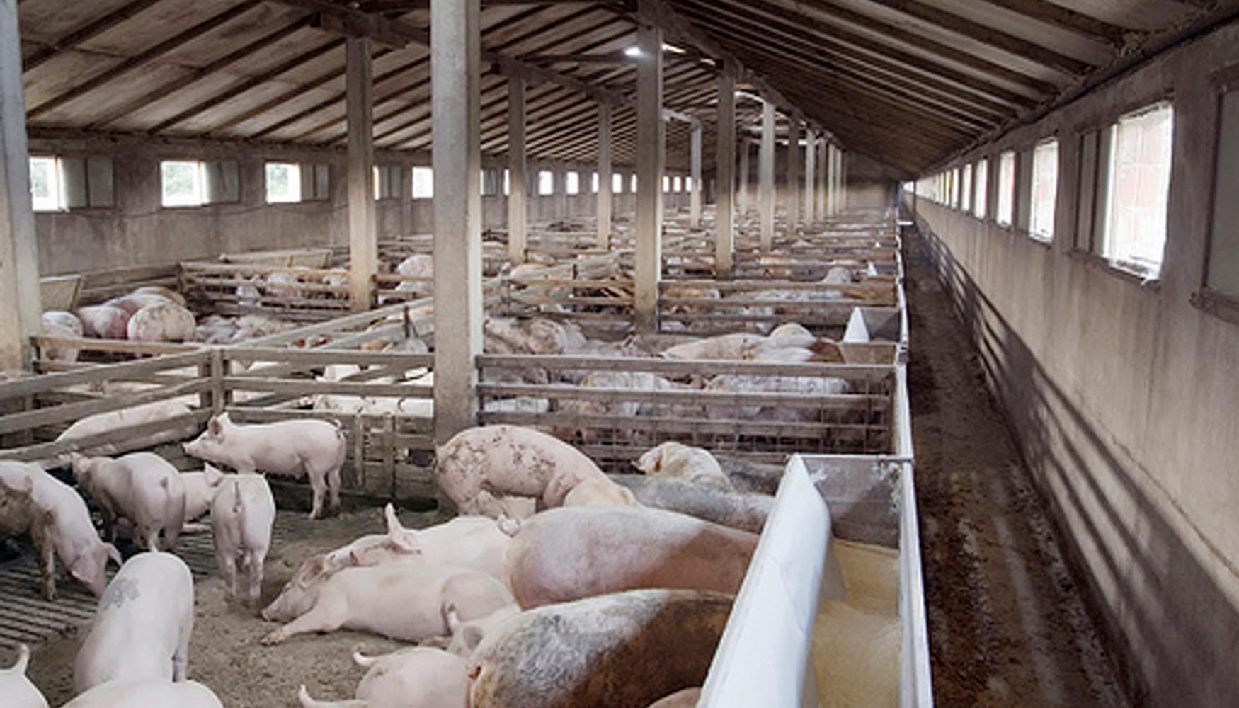 Proyecto LIFE para recuperar el nitrógeno en los purines de porcino y gallinaza