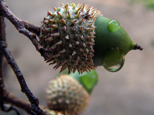 Investigadores de la Universidad de Huelva estudian la producción de bellota para garantizar la conservación de las dehesas
