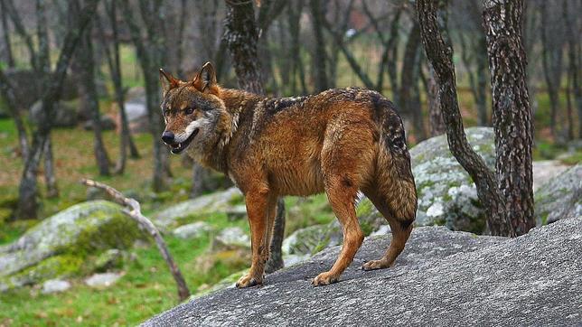 Andalucía quiere más dinero para el proyecto Life del lobo ibérico