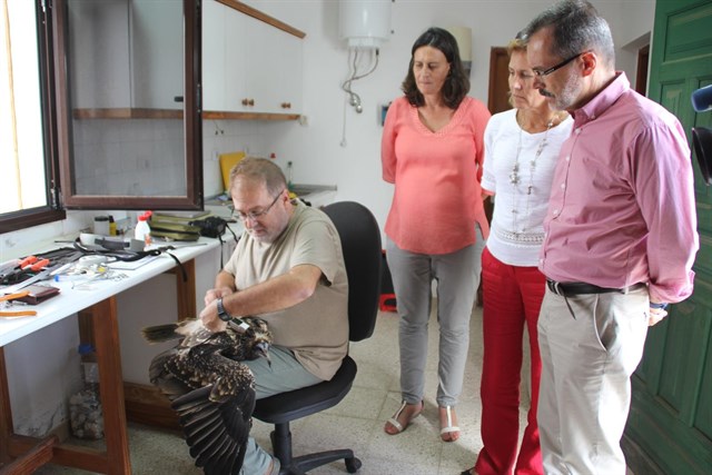 Liberan al primer guirre nacido en cautividad en Fuerteventura