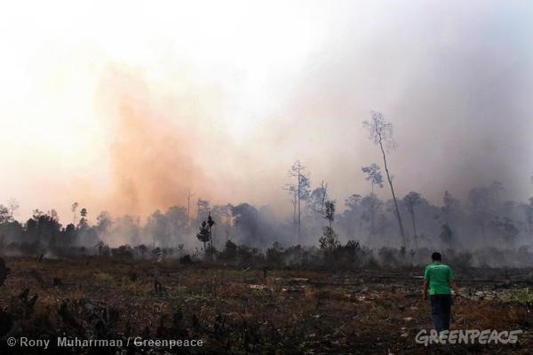 El Banco Santander ‘cómplice’ en los incendios de la selva de Indonesia