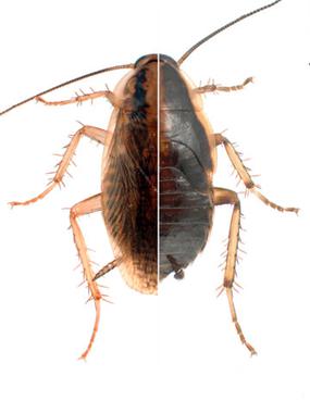 Qué induce y controla la metamorfosis de los insectos