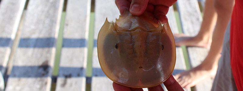 Cacerolita de mar: el biomonitor de Yucatán