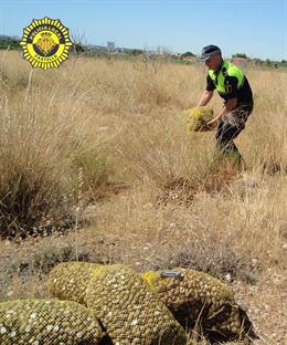 Castellón. Denunciado un hombre por recoger de forma ilegal 66 kilos de caracoles en la zona de la Marjalería