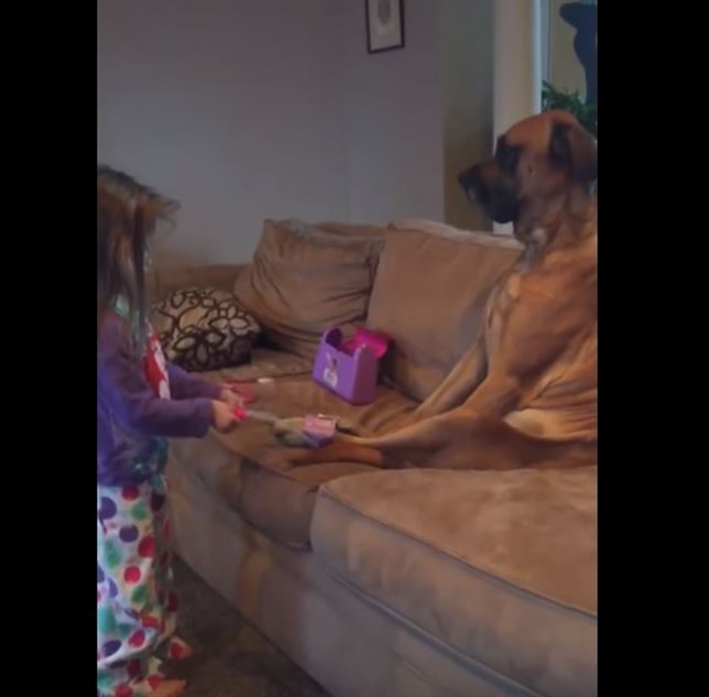 Una veterinaria de cuatro años (Vea VIDEO)