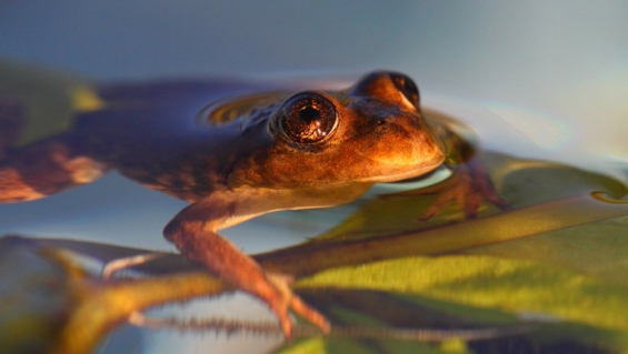 Se hace todo lo posible para evitar la extinción de la rana patagónica
