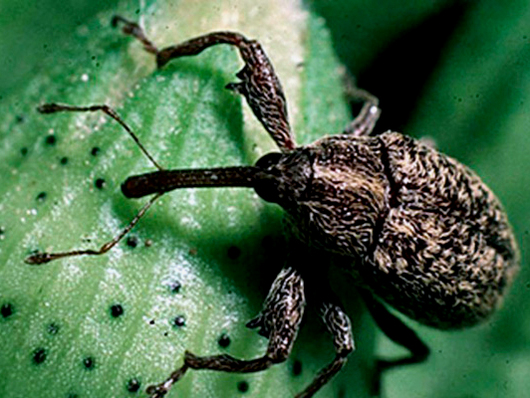 La expansión del picudo negro puede ocasionar "graves daños" a la jardinería