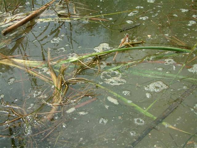 Ercros ‘absuelta’ por contaminación…