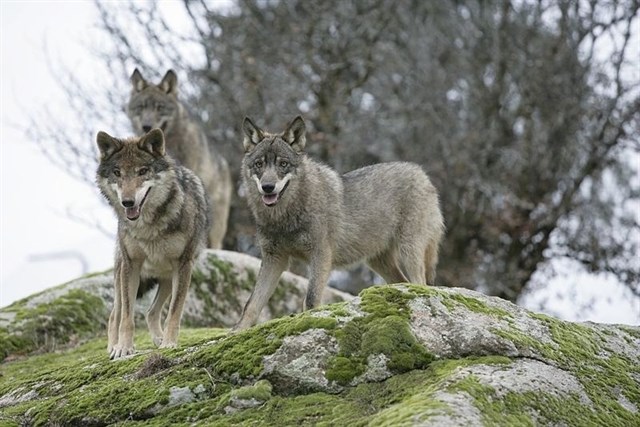 33.000 visitantes ha recibido el Centro del Lobo Ibérico de Sanabria en su primer año