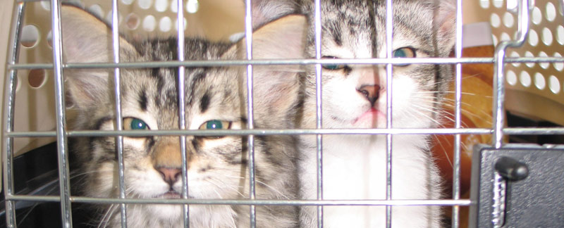 México. Hospital Veterinario de la UAQ