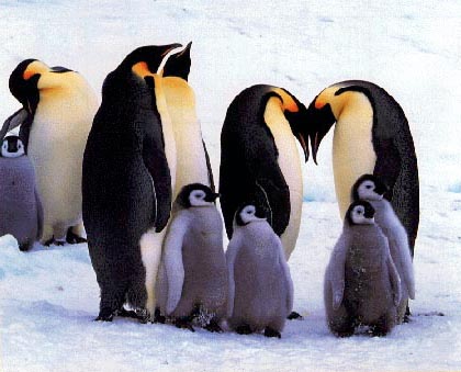 Los pingüinos rey anillados viven y se reproducen menos