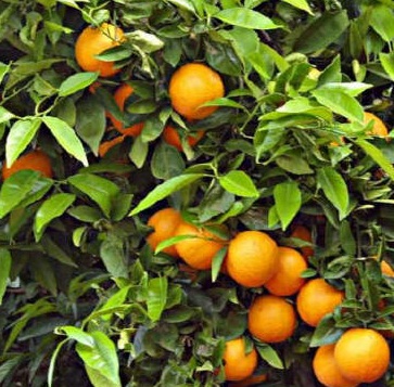 La Comunitat Valenciana pide que la UE reconozca la aportación de la citricultura contra el cambio climático