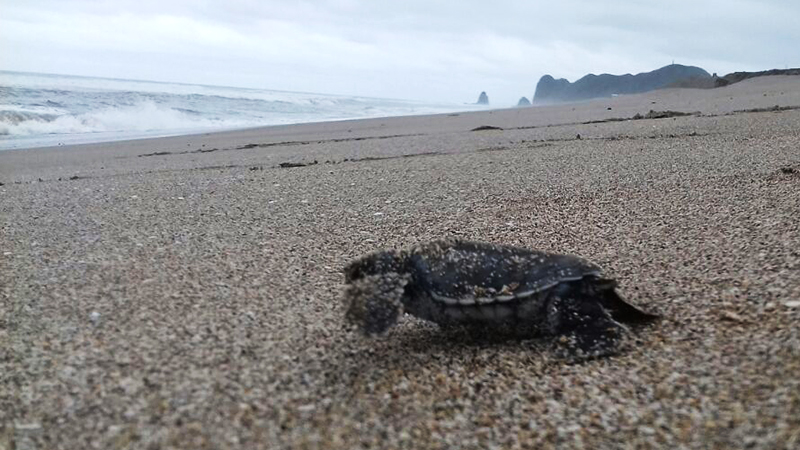 Ecuador. 88 tortugas marinas nacieron en Manabí