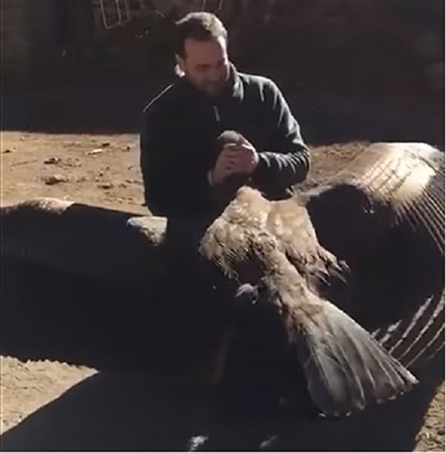 Un hombre rescató a un cóndor herido y ahora él le visita para agradecérselo