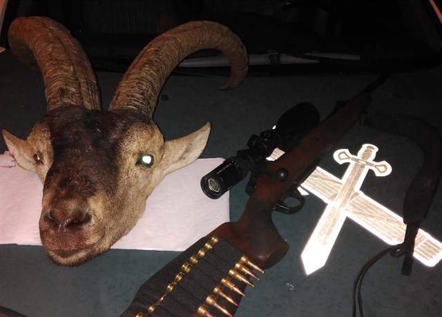 Intervenida una cabeza de macho montés recién abatida por cazadores furtivos en Tabernas (Almería)