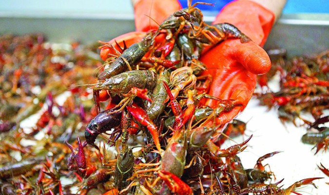 Plan de Control del Cangrejo Rojo en Andalucía