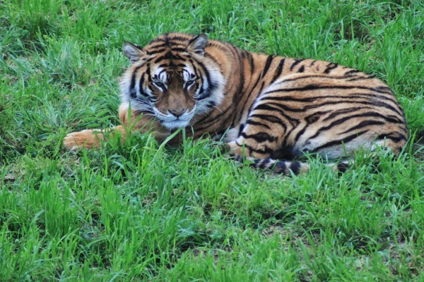 Cabárceno inaugura el recinto de tigres de Bengala más grande de Europa
