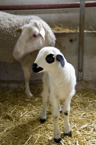 Nace en Aragón el primer cordero de una raza en peligro de extinción de un embrión producido in vitro