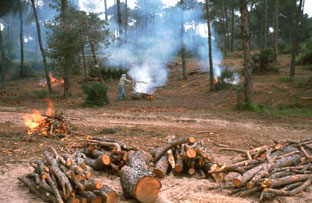 Andalucía. Las barbacoas y quemas agrícolas en zonas forestales se prohíben hasta el 15 de octubre