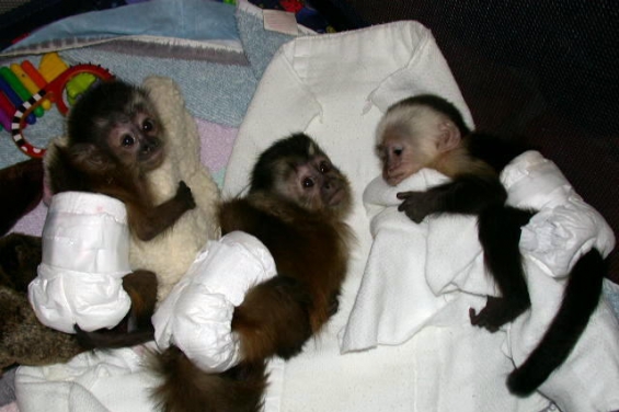 España busca prohibir el comercio y la tenencia de primates