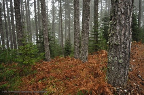 El Campus de Palencia acoge la conferencia final de un proyecto que investiga tres bosques modelo de América Latina
