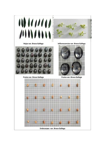 Reconocimiento oficial de las primeras variedades gallegas de olivo