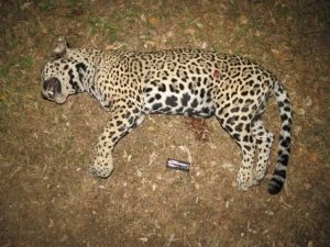 Atropello de un bebé jaguar