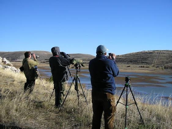 SEO/BirdLife lanza su convocatoria de becas para ornitólogos no profesionales