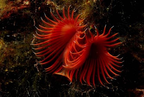 Lo que ‘oculta’ Baleares sobre la vigilancia de sus Reservas Marinas