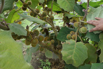 En Ecuador investigan el manejo de nutrientes por sitio específico en el cultivo de naranjilla