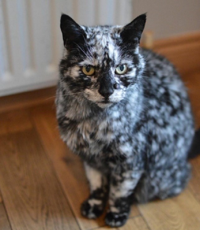 El gato negro que pronto será blanco (VIDEO)