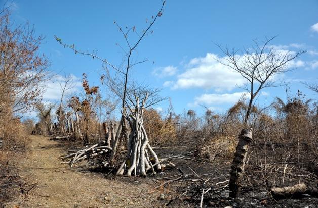 Importantes avances contra la tala ilegal