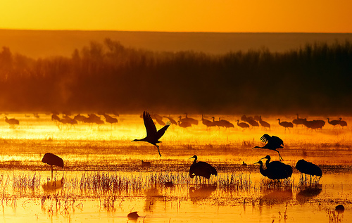 Científicos y ecologistas piden más compromiso con la biodiversidad